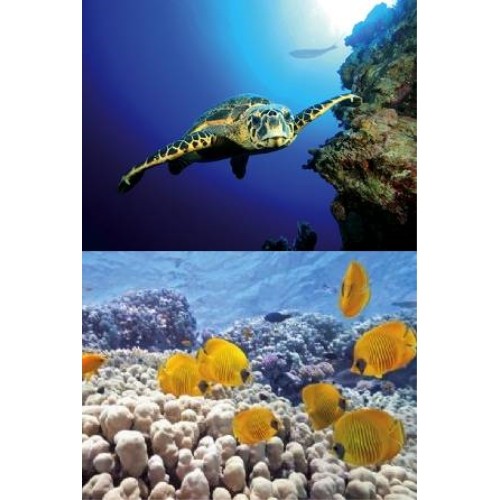 Póster Tetra Decoart Tortuga & Arrecife