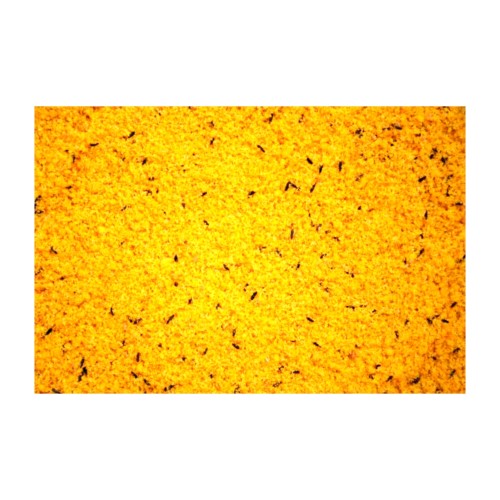 Pasta de Cría Raff Holland para Pájaros Granívoros 1 Kg