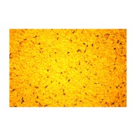 Pasta de Cría Raff Holland para Pájaros Granívoros 1 Kg