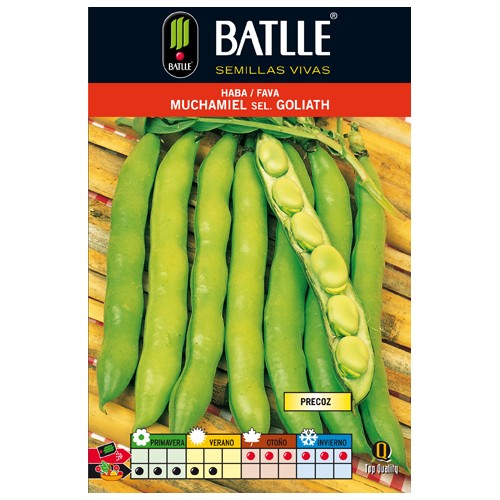 Muchamiel Broad Beans for Culinary Uses 1 Kg