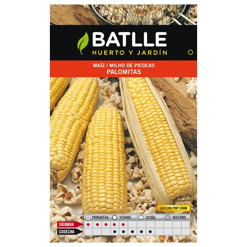 Popcorn Maize