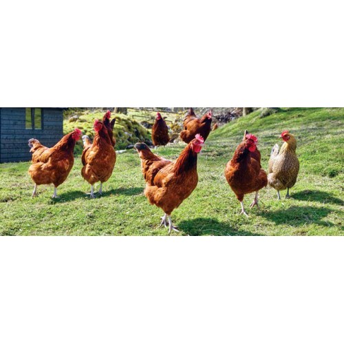 Layer Hens Granules 25 Kg