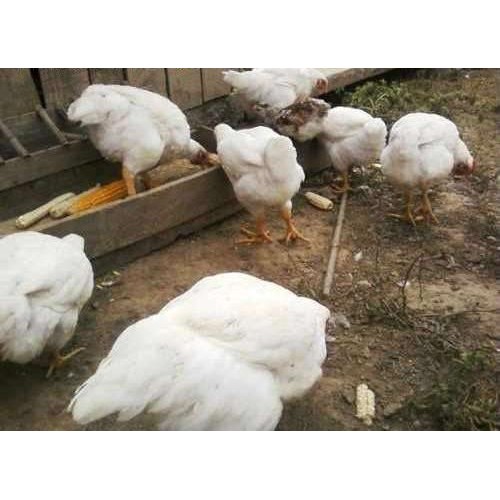 Granulated Chicken Feed 25 Kg - Optimize Growth