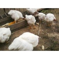 Granulated Chicken Feed 25 Kg - Optimize Growth