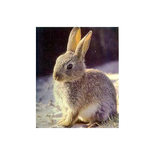 Unique Rabbit Feed 25 kg