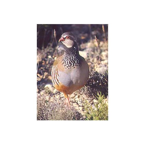 Complete Maintenance Food for Partridges 25 Kg