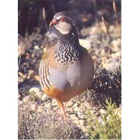 Complete Maintenance Food for Partridges 25 Kg