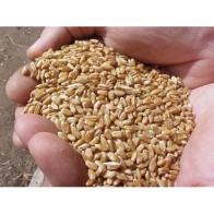 Prodac Wheat 5 Kg Nutrition for Birds