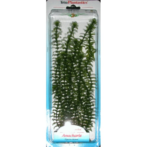 Anacharis Plus Plant 20-25cm