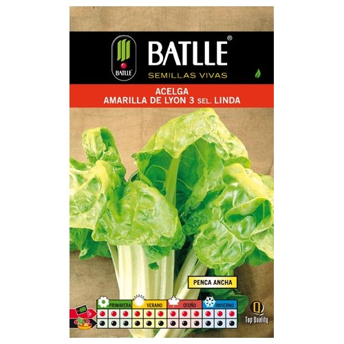 Yellow Swiss Chard