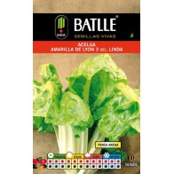 Yellow Swiss Chard