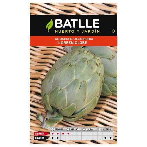Green Globe Artichoke Plant Cultivation
