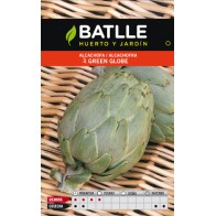 Green Globe Artichoke Plant Cultivation