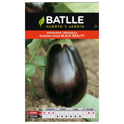 Berenjena Redonda Black Beauty Cultivo Vegetal