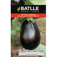 Round Eggplant Black Beauty Cultivation Vegetable