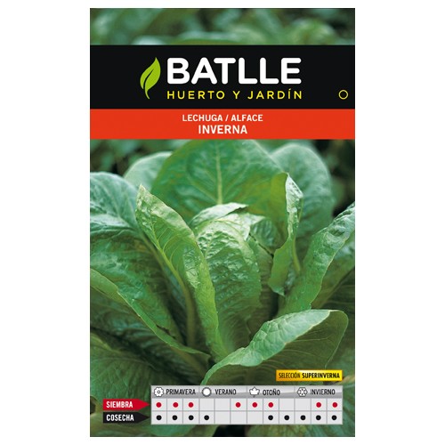 Inverna Lettuce S. Super Inverna