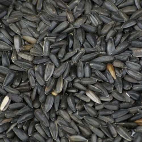 Pipas Negras 2,5kg Calidad Premium