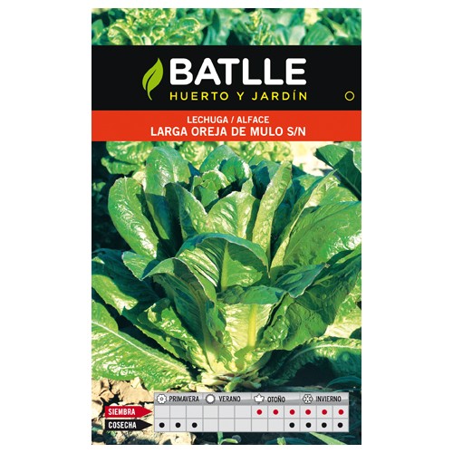 Long Leaf Mule Ear Lettuce