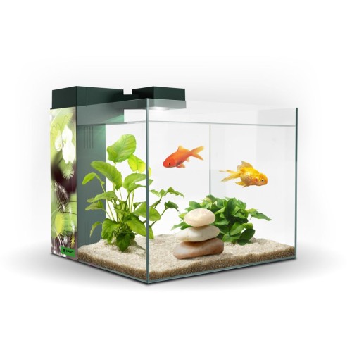 Zeneo 30 Aquarium Obsession for Home
