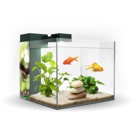 Zeneo 30 Aquarium Obsession for Home