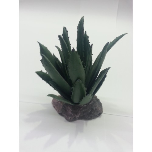 Cactus Sierra Madre Planta Interior