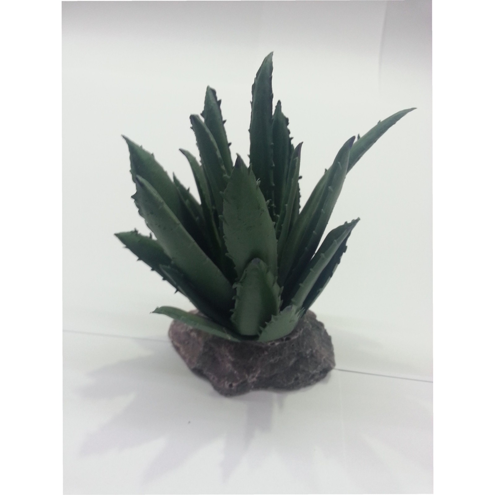 Cactus Sierra Madre Planta Interior
