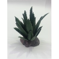 Cactus Sierra Madre Planta Interior