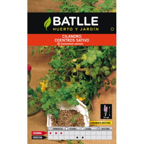 Coriander Herb Coriandrum Sativum