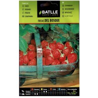 Forest Strawberries Perennial Plants