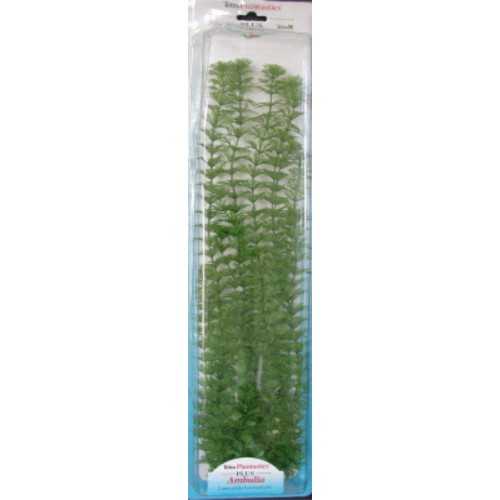 Ambulia Plus Plant (28-33cm)