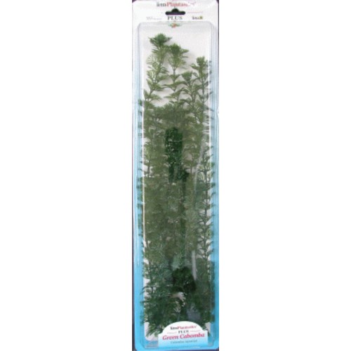 Cabomba Plus Plant 28-33cm L for Aquariums