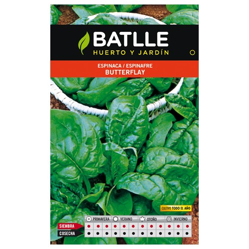 Butterfly Spinach Seeds - Nutritious and Easy to Grow