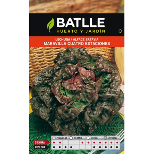 Four Seasons Lettuce Seeds