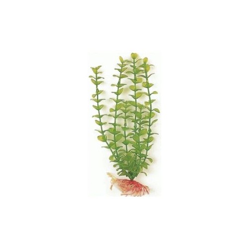 Green Bacopa Aquatic Plant 20cm for Aquariums