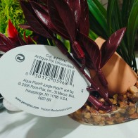 Planta Y Vasija C/base 20 Cm Difusor