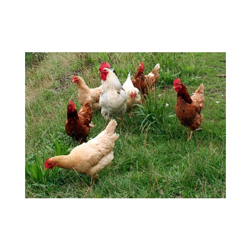 Poultry Feed 35 Kg Quality Nutrition