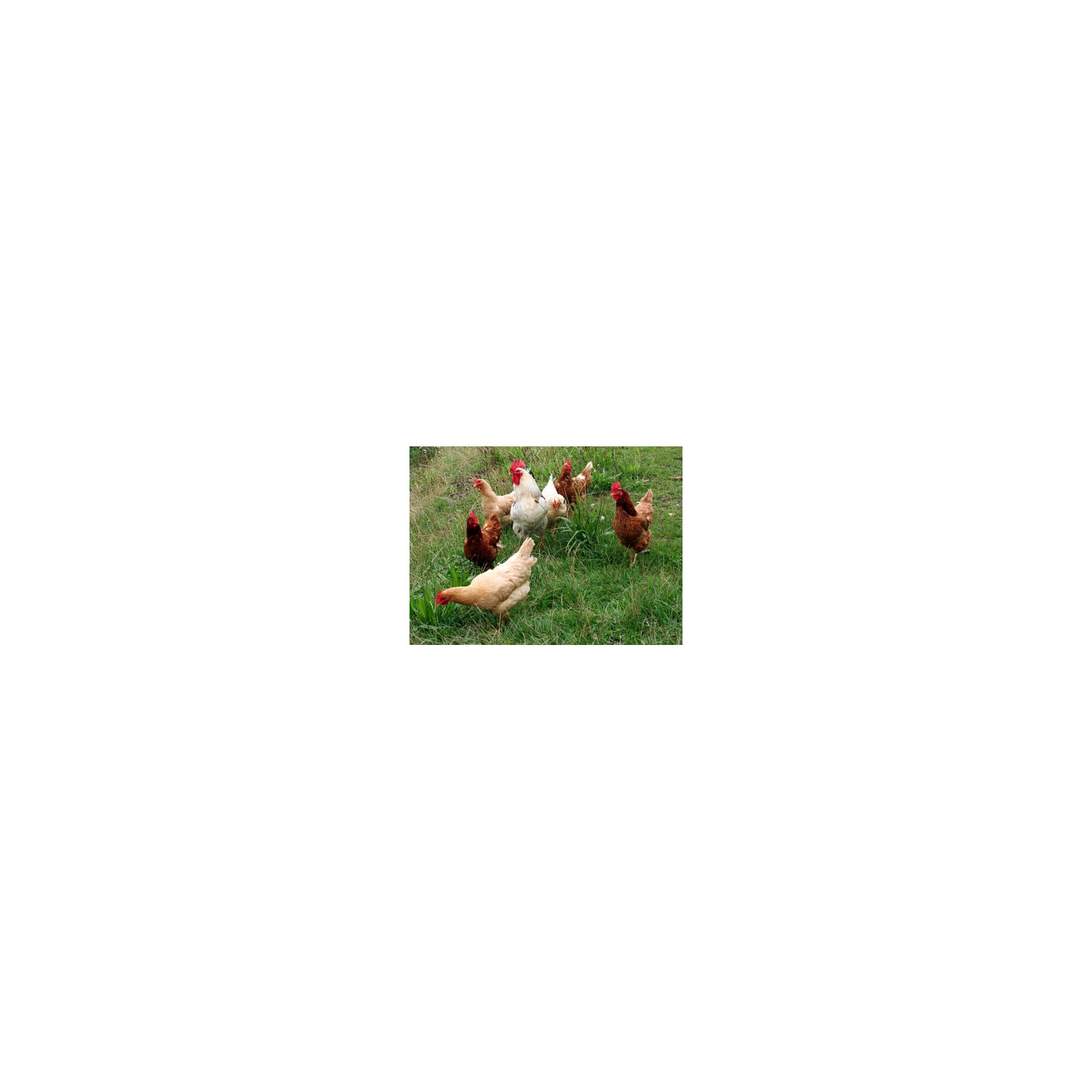 Poultry Feed 35 Kg Quality Nutrition Poultry Feed 35 Kg Quality Nutrition