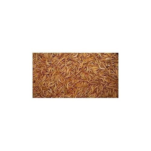 Gusanos de la Harina 1 Kg. para Aves Insectívoras
