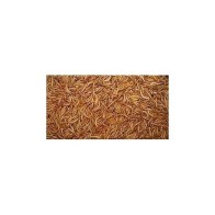 Mealworms 1Kg for Insectivorous Birds