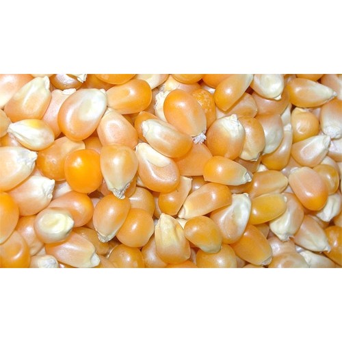 Prodac Maize 5 Kg for Pets