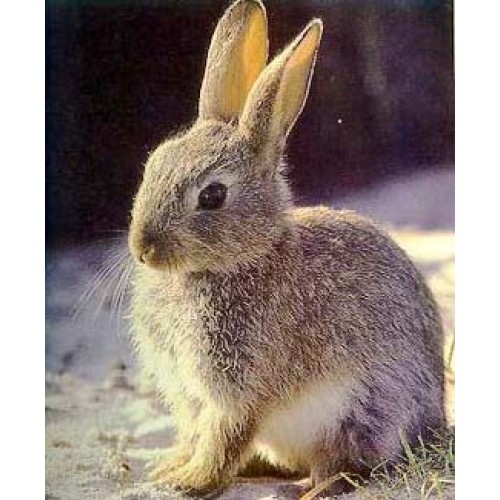 Unique Rabbit Feed 25 kg