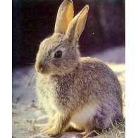 Unique Rabbit Feed 25 kg