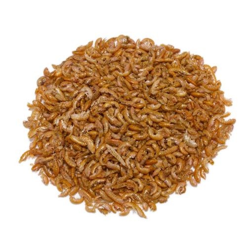 Gammarus Granel Precio por Kilo para Mascotas Acuáticas