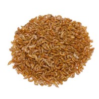 Gammarus Granel Precio por Kilo para Mascotas Acuáticas