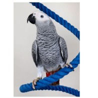 Psittacus Pienso Alta Energía Para Loros