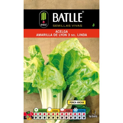Yellow Swiss Chard