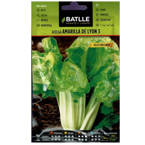 Yellow Swiss Chard
