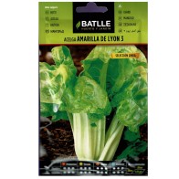 Yellow Swiss Chard