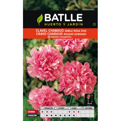 Chabaud Carnation Pink