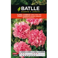 Chabaud Carnation Pink
